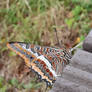 Vriend