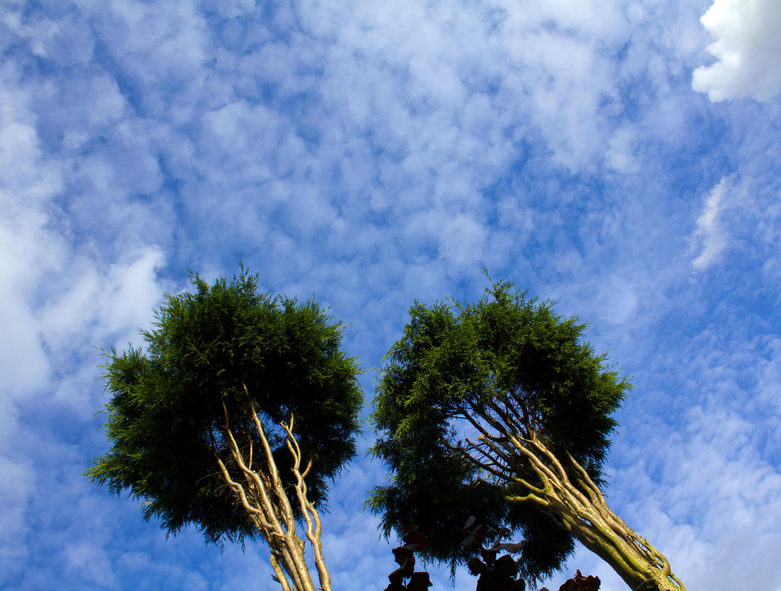 twin trees by Geoffreylowe on DeviantArt