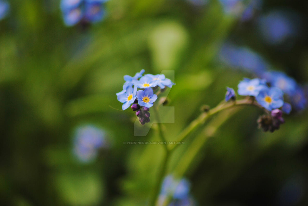 Forget Me Not