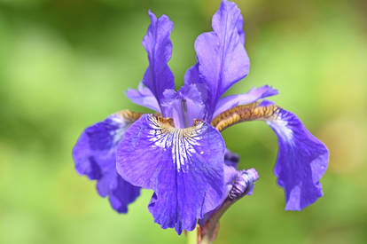 Iris