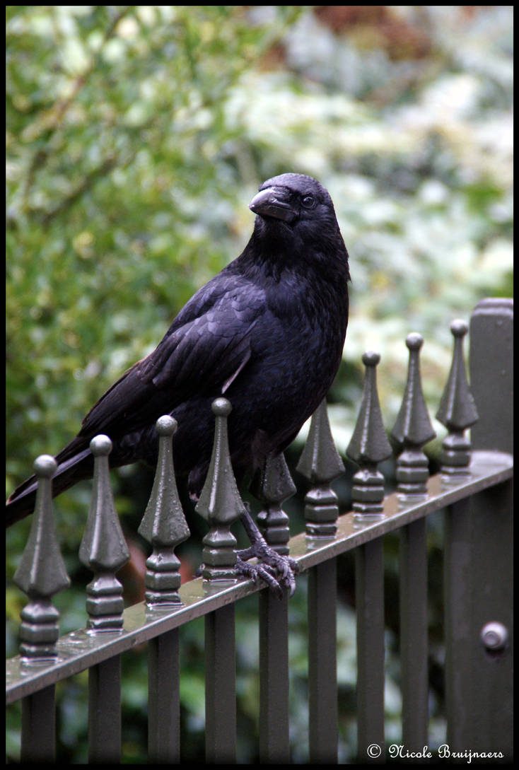 Crow On Fence Hyde Park By X Nici X On Deviantart