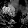 Kiss From A Rose (Black and White)