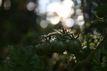 Tomato Plant