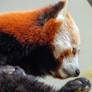 Red panda