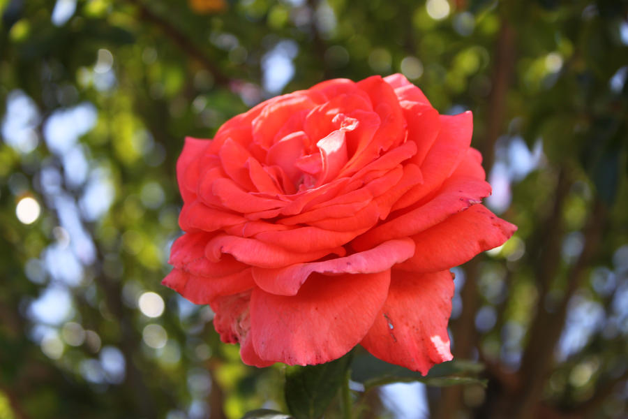 Calinan Roses Rose by calileane on DeviantArt