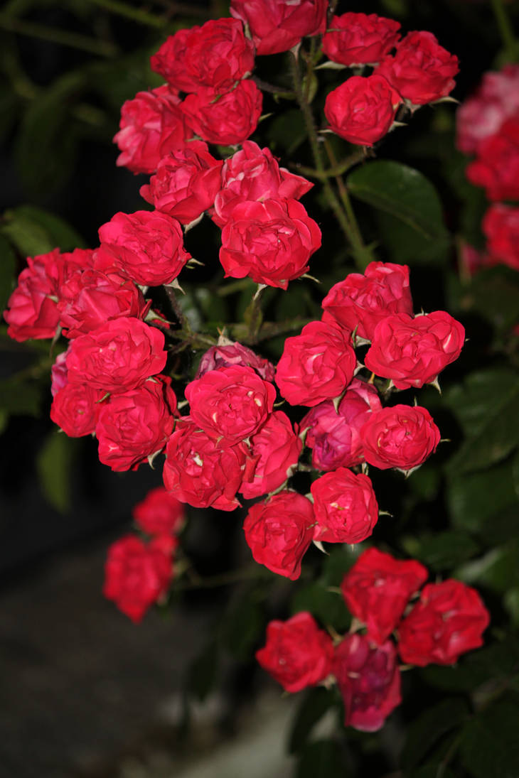 Simply Roses by calileane on DeviantArt