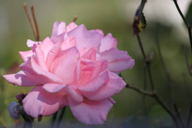 La Dame Rose du Jardin