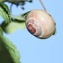 L'escargot acrobate