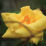 Rose jaune