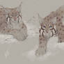 Canadian Lynx | Sketch