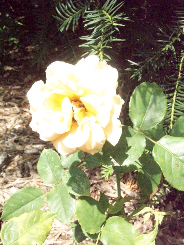 Light Yellow Rose