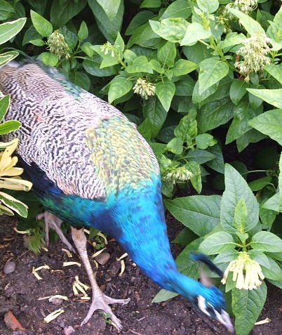 Panfred Peacock