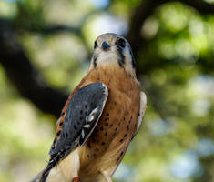 Kestrel