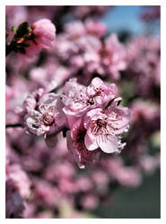 Cherry Blossoms V