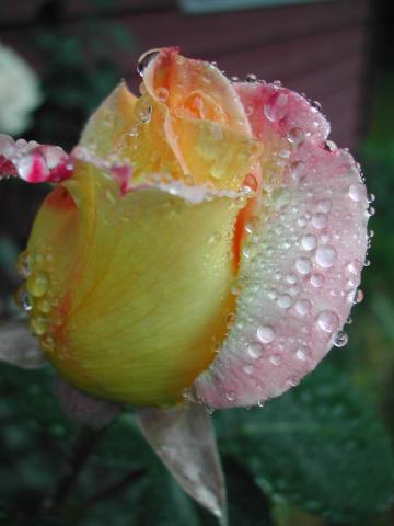 Ephemeral Rose