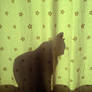 cat shadow