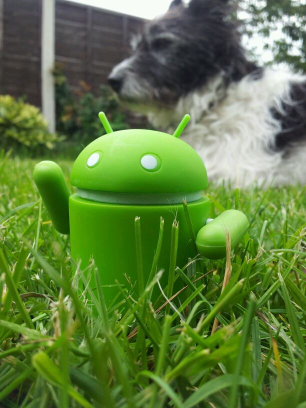 android and dog