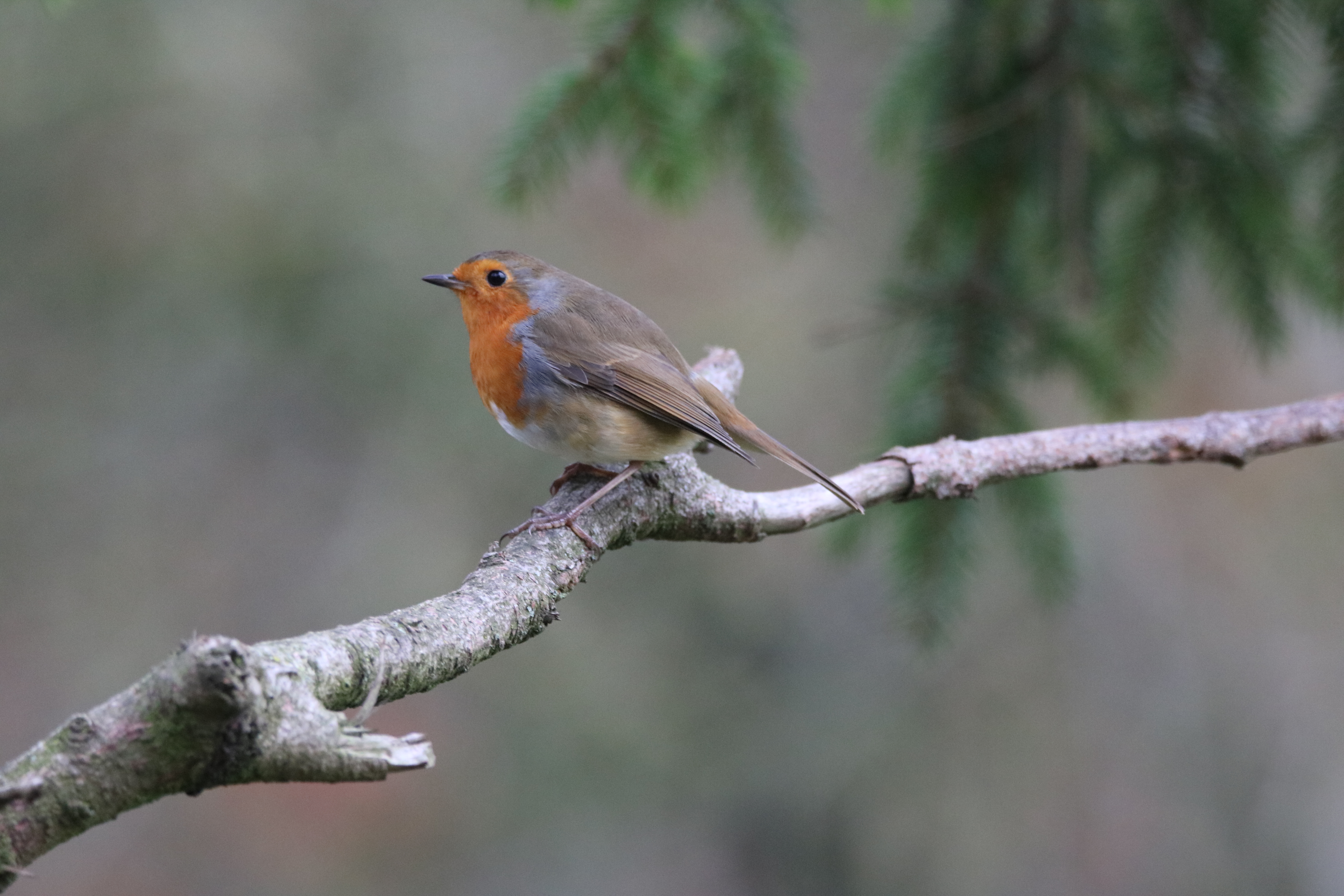 Diss Road 2 075 robin