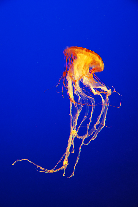 Jellyfish