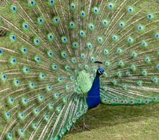 Peacock presenting at Wingham Wildlife Park