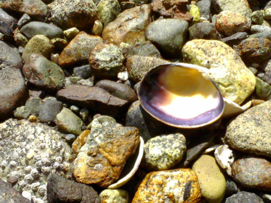 Shells N Rocks -Shell on Rocks- by JelloDVDs on DeviantArt