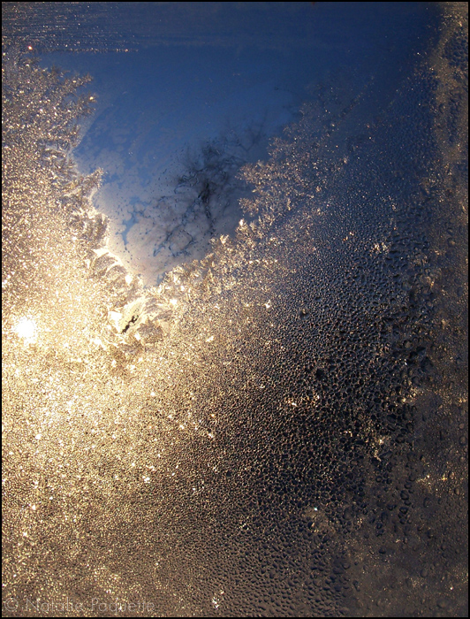 Icy Tree