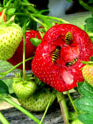 Bees n Berries