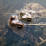 Frog porn