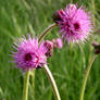 Thistle