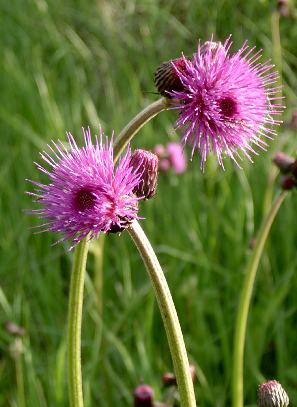 Thistle