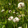 Clover meadow