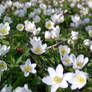 Anemone field