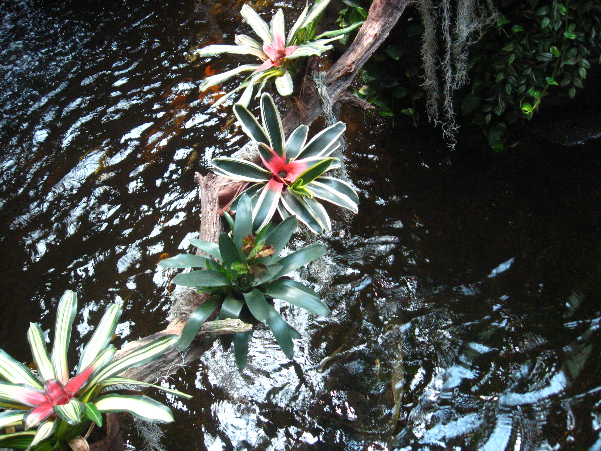 Flower bridge