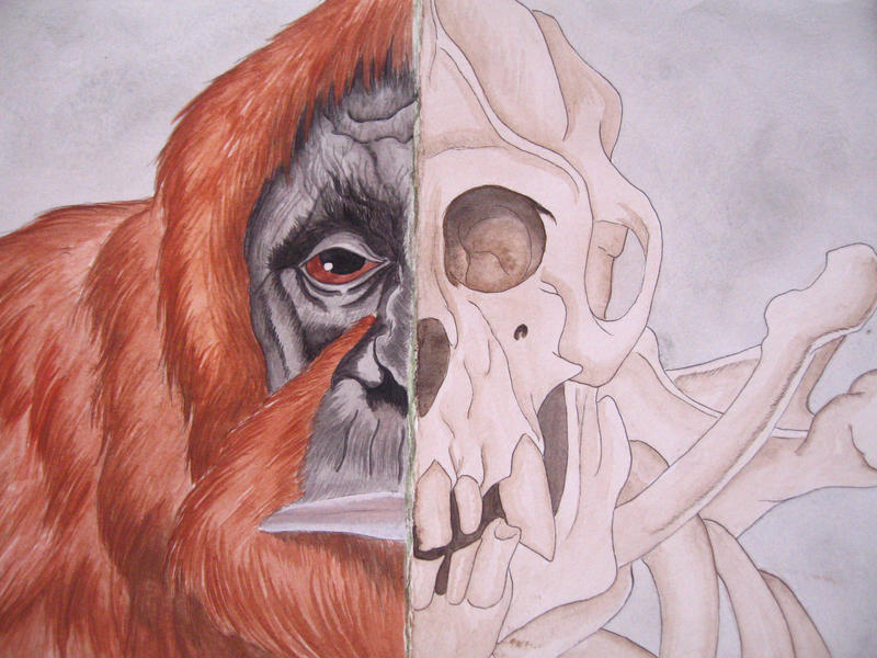 Anatomical Orangutan