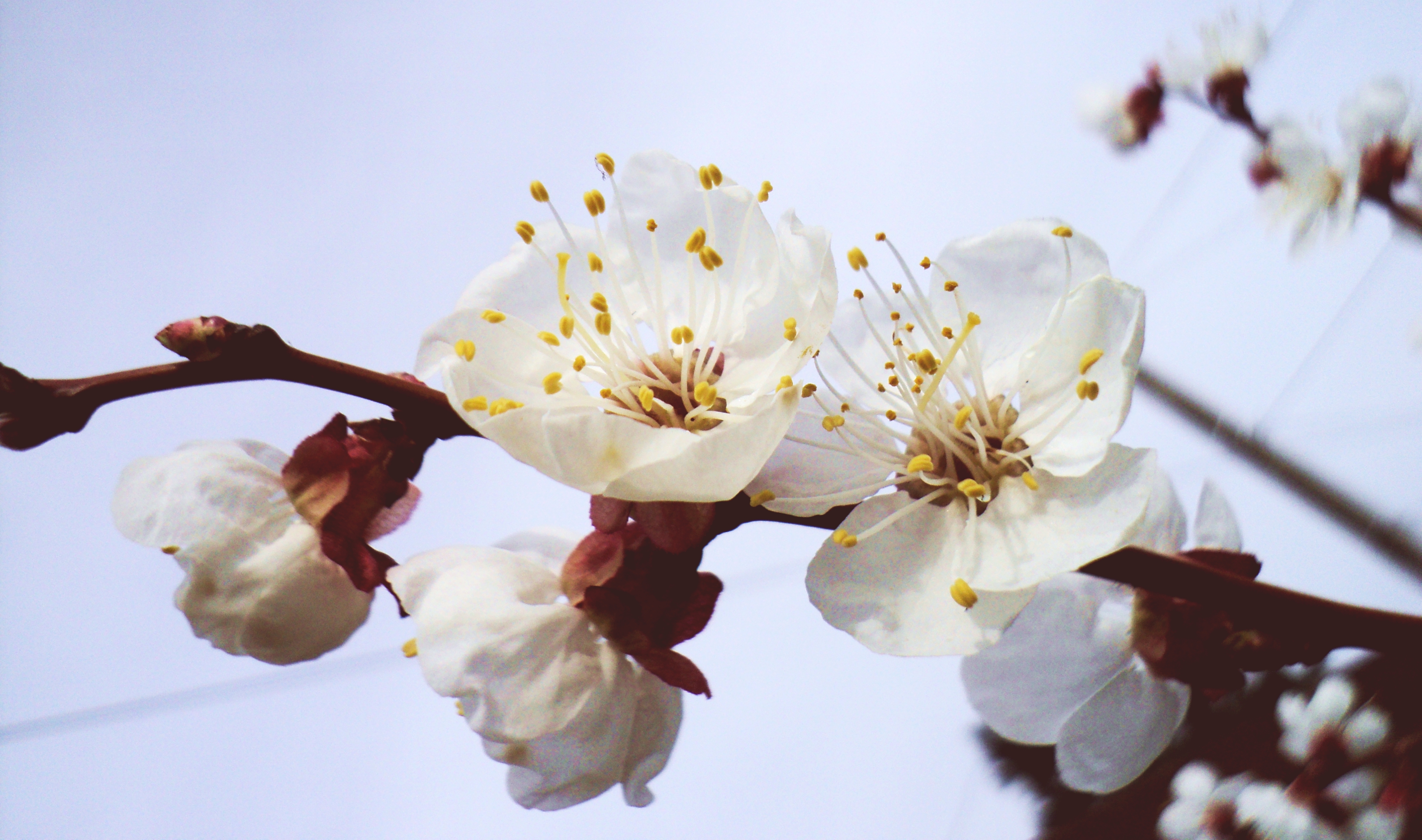 Cherry blossom