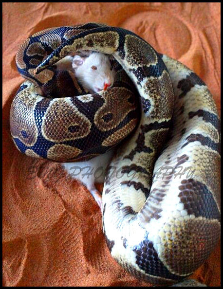 Mouse Riding A Snake Snake and Mouse by elizaaabeth on DeviantArt
