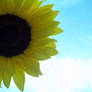 Sunflower Shine