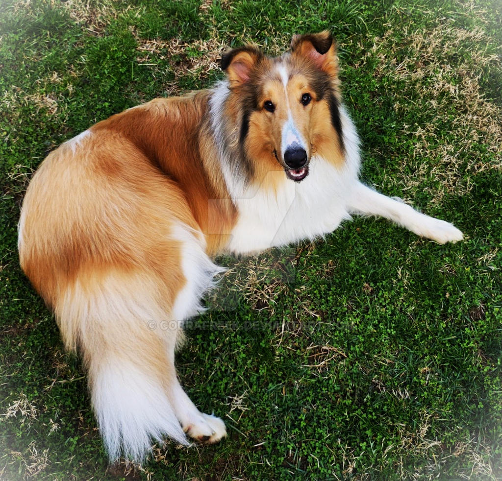 Laddie Rough Collie in OUR Yard