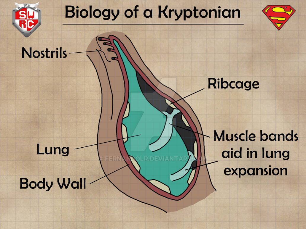 Kryptorian Biology of a Kryptonian V - Respiratory System by FernandoLR on DeviantArt