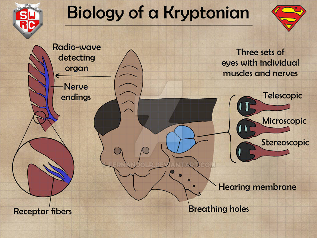 Biology of a Kryptonian IV - Sensing Organs by FernandoLR on DeviantArt