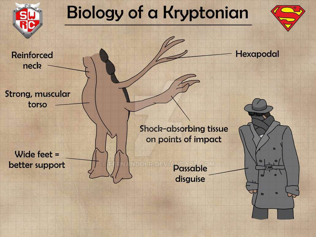 Biology of a Kryptonian I - Basic Anatomy by FernandoLR on DeviantArt