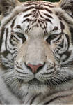 Royal White Tiger 2 by KatieBriggsArt