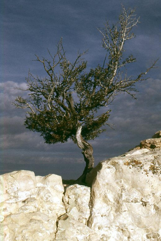Deviantart Pinon 23820 pinon pine by PhilS1761 on DeviantArt