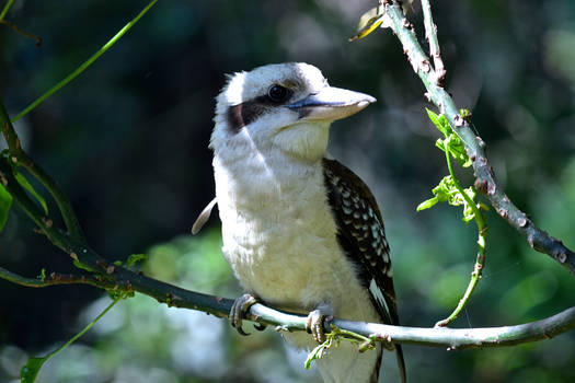 Kookaburra