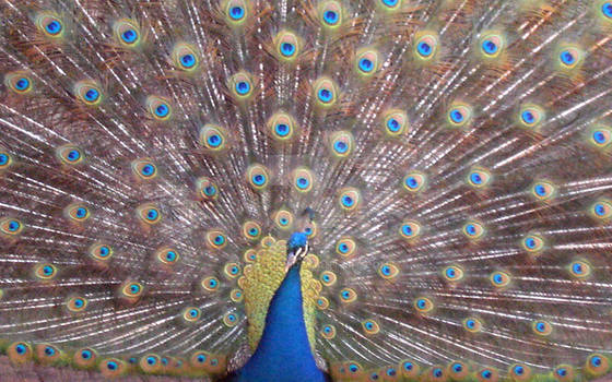 Peacock