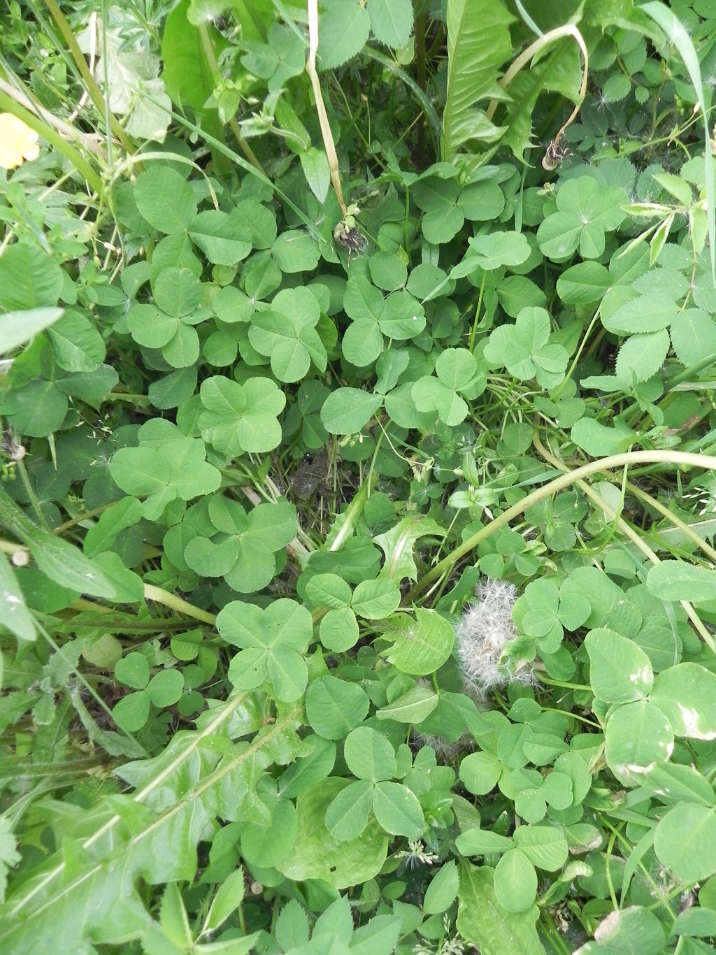 Find a fourleaved clover by MorellAgrysis