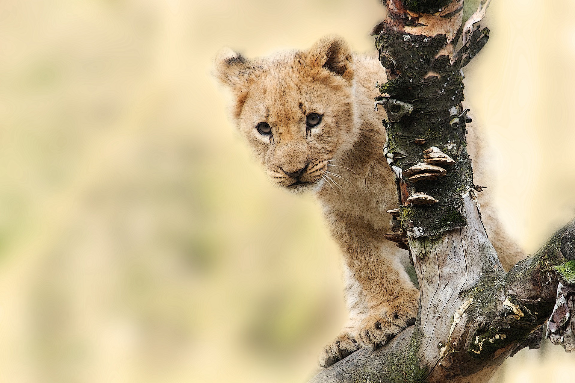 Lion-cub