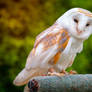 Birds Of Prey - Barn-owl
