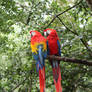 Macaw Couple