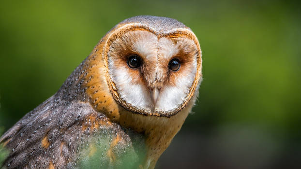 Barn-owl the birds of prey